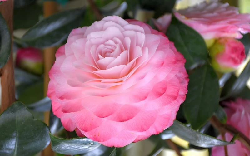 Nuccio's Pearl Camellia Japonica - 3 Gallon Pot 7 Nuccio's Pearl Camellia Japonica - 3 Gallon Pot - Image 5