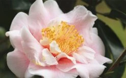 Moonlight Bay Camellia Japonica - 3 Gallon Pot 13 Moonlight Bay Camellia Japonica - 3 Gallon Pot -Flowers World Shop camellia moonlight bay 3
