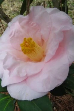 Moonlight Bay Camellia Japonica - 3 Gallon Pot 11 Moonlight Bay Camellia Japonica - 3 Gallon Pot -Flowers World Shop camellia moonlight bay 5