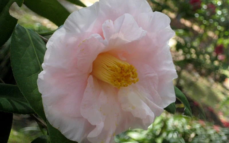 Moonlight Bay Camellia Japonica - 3 Gallon Pot 7 Moonlight Bay Camellia Japonica - 3 Gallon Pot - Image 5