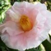 Moonlight Bay Camellia Japonica - 3 Gallon Pot -Flowers World Shop camellia moonlight bay 8