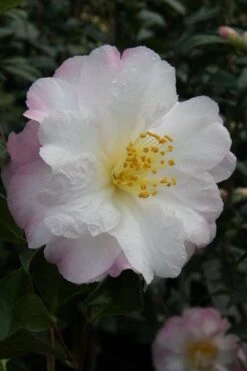 Nina Avery Camellia - 1 Gallon Pot -Flowers World Shop camellia nina avery 4 1