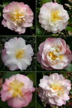 Nina Avery Camellia - 1 Gallon Pot -Flowers World Shop camellia nina avery 6 1