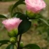 Nuccio's Pearl Camellia Japonica - 3 Gallon Pot -Flowers World Shop camellia nuccios pearl 2 1