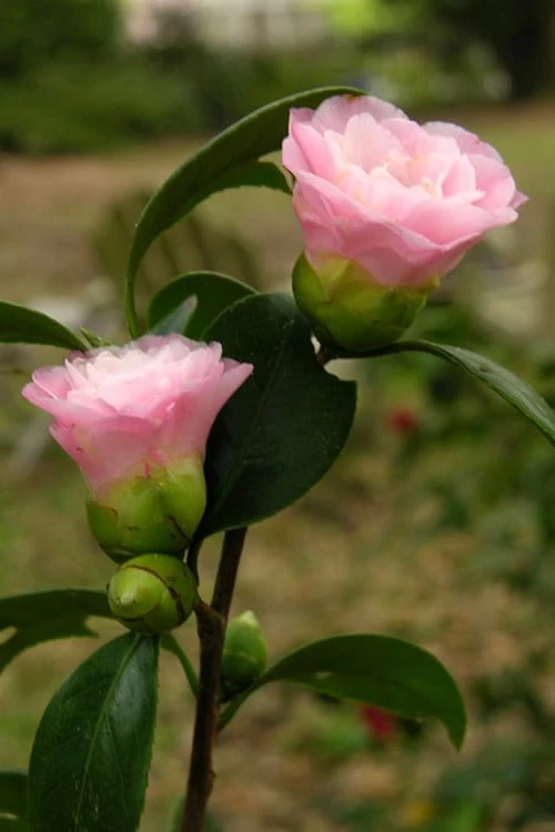 Nuccio's Pearl Camellia Japonica - 3 Gallon Pot 3 Nuccio's Pearl Camellia Japonica - 3 Gallon Pot