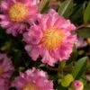 October Magic Carpet Dwarf Camellia - 2 Gallon Pot -Flowers World Shop camellia october magic carpet 10 2