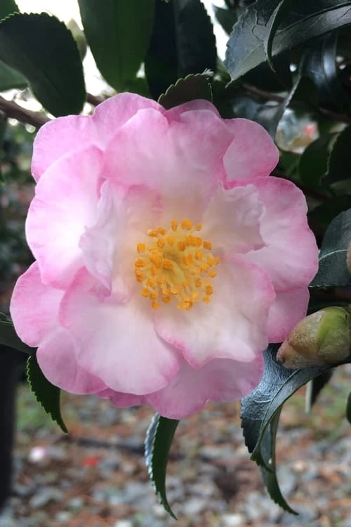 October Magic Orchid Camellia - 1 Gallon Pot 3 October Magic Orchid Camellia - 1 Gallon Pot