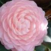 Otome Pink Camellia Japonica - 3 Gallon Pot -Flowers World Shop camellia otome