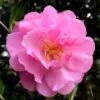 Our Linda Camellia - 3 Gallon Pot -Flowers World Shop camellia our linda 5