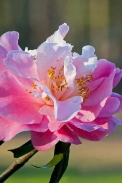 Our Linda Camellia - 3 Gallon Pot 10 Our Linda Camellia - 3 Gallon Pot -Flowers World Shop camellia our linda 7