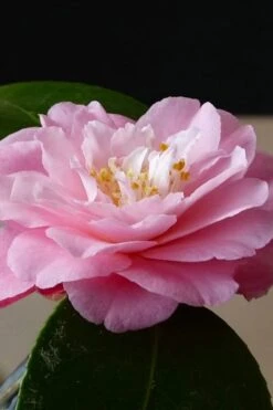 Our Linda Camellia - 3 Gallon Pot 11 Our Linda Camellia - 3 Gallon Pot -Flowers World Shop camellia our linda 8