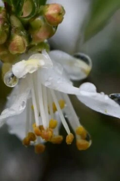 Parvilimba Camellia - 5 Gallon Pot 12 Parvilimba Camellia - 5 Gallon Pot -Flowers World Shop camellia parvilimba 1