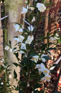 Parvilimba Camellia - 5 Gallon Pot 13 Parvilimba Camellia - 5 Gallon Pot -Flowers World Shop camellia parvilimba 4