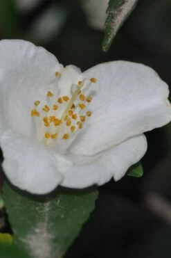 Parvilimba Camellia - 5 Gallon Pot 11 Parvilimba Camellia - 5 Gallon Pot -Flowers World Shop camellia parvilimba 6