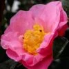 Autumn Pink Icicle Cold Hardy Camellia - 7 Gallon Pot -Flowers World Shop camellia pink icicle 21