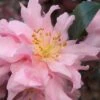 Pink Snow Camellia Sasanqua - 1 Gallon Pot -Flowers World Shop camellia pink snow 1 1