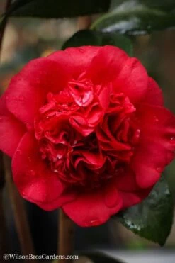 Professor Sargent Camellia Japonica - 3 Gallon Pot -Flowers World Shop camellia professor sargent 20 1