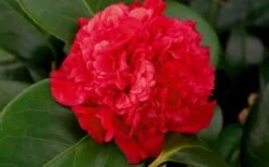 Professor Sargent Camellia Japonica - 1 Gallon Pot -Flowers World Shop camellia professor sargent bloom 2