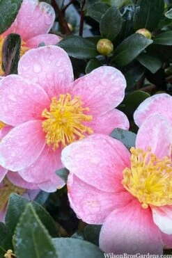 Maggie's Pink Camellia - 3 Gallon Pot 9 Maggie's Pink Camellia - 3 Gallon Pot -Flowers World Shop camellia sasanqua maggies pink 3