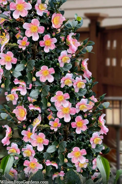 Maggie's Pink Camellia - 3 Gallon Pot 3 Maggie's Pink Camellia - 3 Gallon Pot