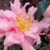 Pink Snow Camellia Sasanqua - 7 Gallon Pot (3-4') -Flowers World Shop camellia sasanqua pink snow 101