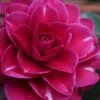 Purple Haze Camellia - 1 Gallon Pot -Flowers World Shop camellia sasanqua purple haze 1