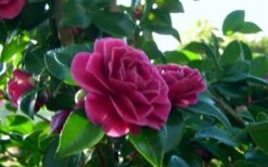Purple Haze Camellia - 1 Gallon Pot 11 Purple Haze Camellia - 1 Gallon Pot -Flowers World Shop camellia sasanqua purple haze 2