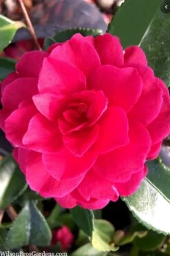 Purple Haze Camellia - 1 Gallon Pot 10 Purple Haze Camellia - 1 Gallon Pot -Flowers World Shop camellia sasanqua purple haze 4