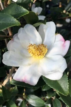 Survivor Cold Hardy White Camellia - 3 Gallon Pot 9 Survivor Cold Hardy White Camellia - 3 Gallon Pot -Flowers World Shop camellia sasanqua sweet october 3