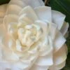 Sea Foam White Camellia Japonica - 3 Gallon Pot -Flowers World Shop camellia sea foam 1
