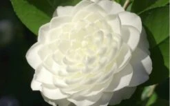 Sea Foam White Camellia Japonica - 3 Gallon Pot -Flowers World Shop camellia sea foam 3