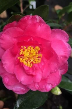 Shishi Gashira Dwarf Camellia Sasanqua - 1 Gallon Pot