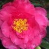 Shishi Gashira Dwarf Camellia Sasanqua - 6 Pack Of 1 Gallon Pots -Flowers World Shop camellia shishi gashira 25 3