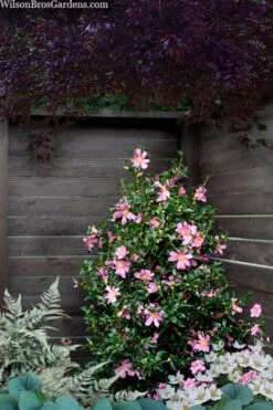 Slim 'N Trim Camellia - 3 Gallon Pot -Flowers World Shop camellia slim n trim 103