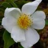Survivor Cold Hardy White Camellia - 3 Gallon Pot -Flowers World Shop camellia survivor 1