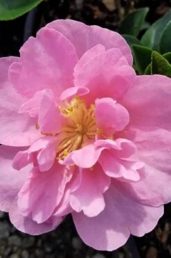 Taylors Perfection Pink Camellia Hybrid - 3 Gallon Pot -Flowers World Shop camellia taylors perfection 5