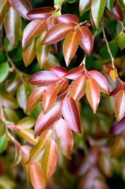 Mount Noko Camellia (Camellia Transnokoensis) - 1 Gallon Pot -Flowers World Shop camellia transnokoensis 10