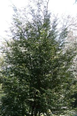 Mount Noko Camellia (Camellia Transnokoensis) - 3 Gallon Pot -Flowers World Shop camellia transnokoensis 13 1