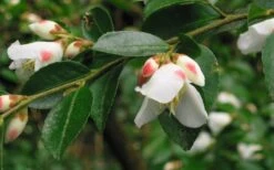 Mount Noko Camellia (Camellia Transnokoensis) - 3 Gallon Pot -Flowers World Shop camellia transnokoensis 5 1