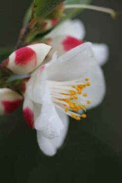 Mount Noko Camellia (Camellia Transnokoensis) - 1 Gallon Pot -Flowers World Shop camellia transnokoensis 6