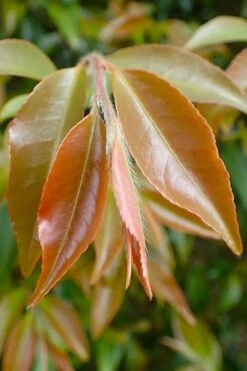 Mount Noko Camellia (Camellia Transnokoensis) - 3 Gallon Pot -Flowers World Shop camellia transnokoensis 7 1