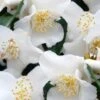 Mount Noko Camellia (Camellia Transnokoensis) - 3 Gallon Pot -Flowers World Shop camellia transnokoensis 8 1