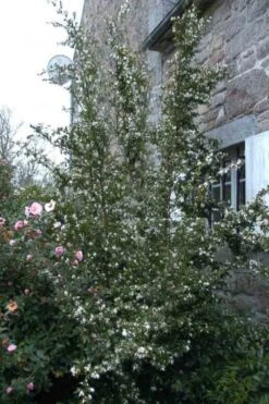 Mount Noko Camellia (Camellia Transnokoensis) - 3 Gallon Pot -Flowers World Shop camellia transnokoensis 9 1