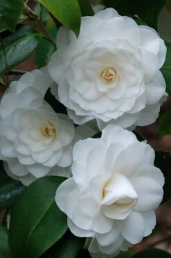 White By The Gate Camellia Japonica - 7 Gallon Pot -Flowers World Shop camellia white by the gate 1