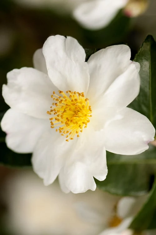 Winter's Cupid Camellia - 3 Gallon Pot 6 Winter's Cupid Camellia - 3 Gallon Pot - Image 4