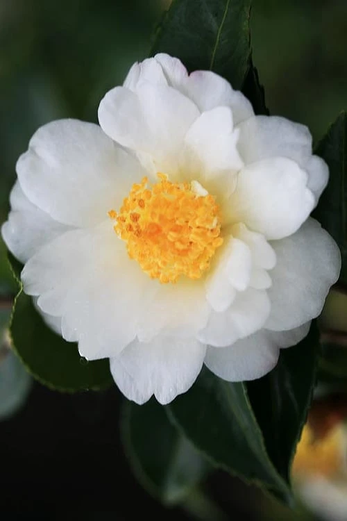 Winter's Cupid Camellia - 3 Gallon Pot 7 Winter's Cupid Camellia - 3 Gallon Pot - Image 5
