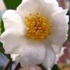 Winter's Cupid Camellia - 3 Gallon Pot -Flowers World Shop camellia winters cupid 5