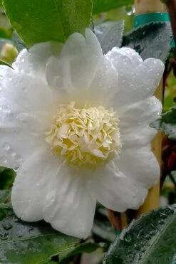 Winter's Snowman Camellia Hybrid - 3 Gallon Pot -Flowers World Shop camellia winters snowman 105