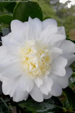 Winter's Snowman Camellia Hybrid - 5 Gallon Pot