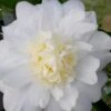 Winter's Snowman Camellia Hybrid - 3 Gallon Pot -Flowers World Shop camellia winters snowman 106